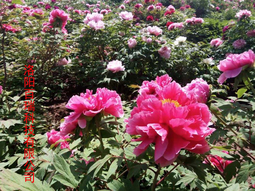 1587021484134247.png 圖片14.png